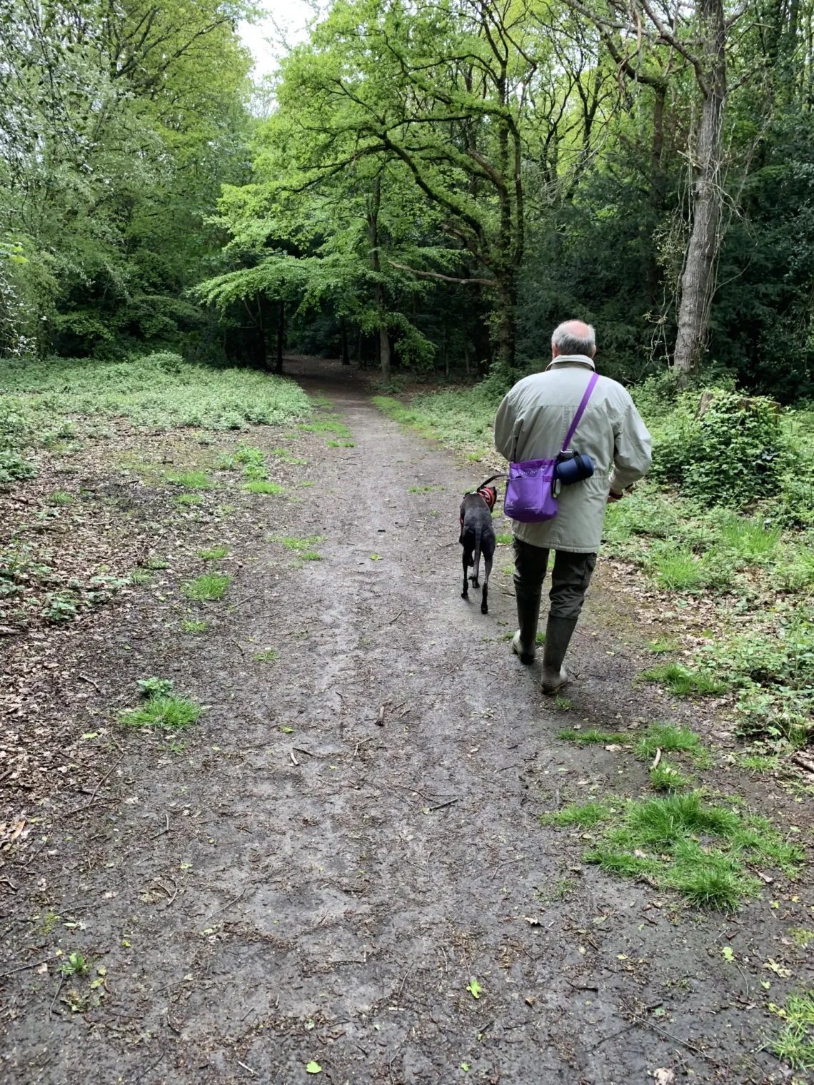 A Walk in the Woods A Walk in the Woods