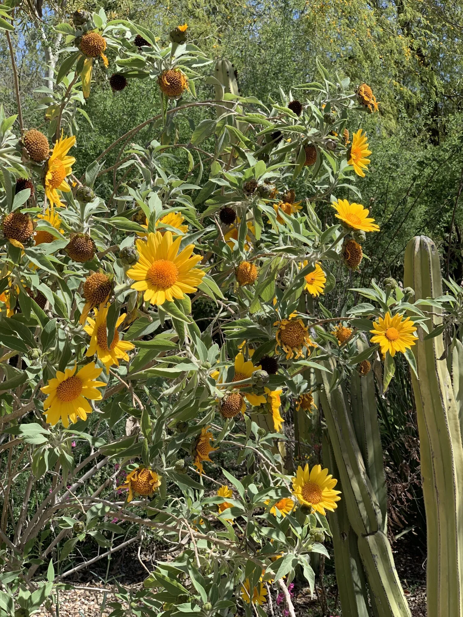 img_5571-1536x2048-9414725