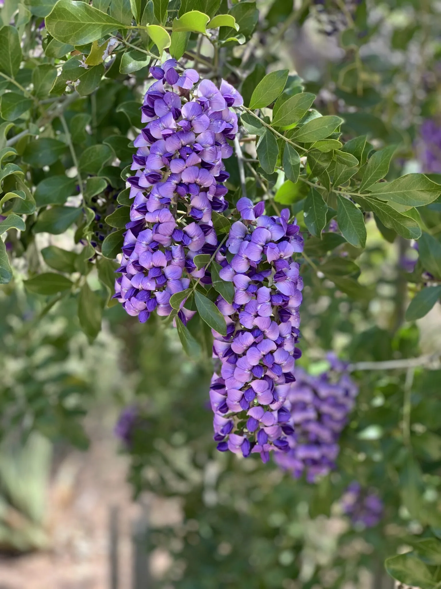 img_5574-1536x2048-7245792