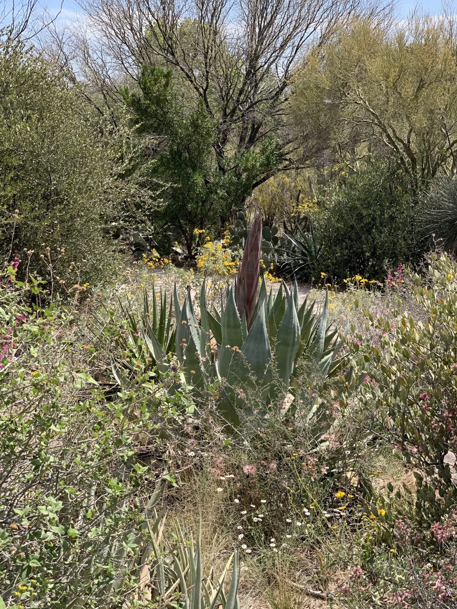 img_5605-1536x2048-2594885